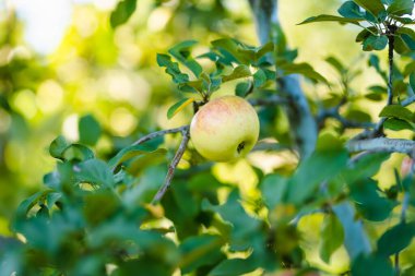 Sıcak bir yaz gününde elma dalında olgunlaşmış elmalar. Elma bahçesinde olgun meyveler topluyorum. Çiftlikte kendi meyve ve sebzelerini yetiştiriyorlar. Bahçıvanlık ve kendi kendine yeten yaşam tarzı.