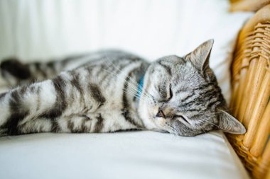 İngiliz gümüşi tekir kedisi oturma odasındaki kanepede dinleniyor. Genç evcil kedi evde vakit geçiriyor..