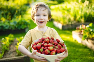 Güneşli yaz gününde taze organik çilek yiyen tatlı küçük çocuk. Çilek çiftliğinde eğlenen bir çocuk..
