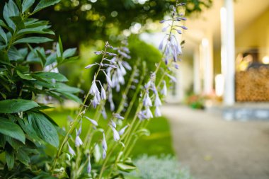 Çiçekli nilüfer çiçeği çalısı olarak da bilinir, yaygın olarak gölgeye dayanıklı bitki olarak yetiştirilir. Doğada güzellik.