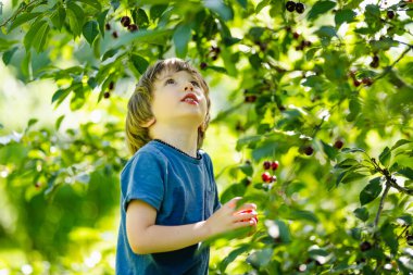 Güneşli yaz gününde ağaçtan toplanan taze organik kirazları yiyen tatlı küçük çocuk. Çocuk dışarıda kiraz bahçesinde eğleniyor..