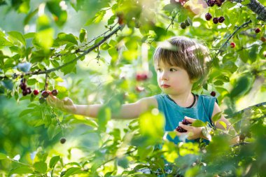 Güneşli yaz gününde ağaçtan toplanan taze organik kirazları yiyen tatlı küçük çocuk. Çocuk dışarıda kiraz bahçesinde eğleniyor..