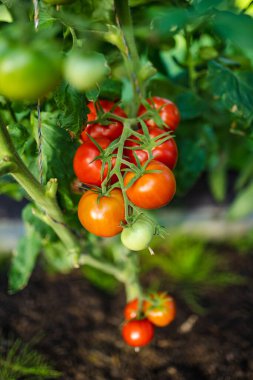 Çalıların üzerinde taze taze organik domates yetiştirmek. Çiftlikte kendi meyve ve sebzelerini yetiştiriyorlar. Bahçıvanlık ve kendi kendine yeten yaşam tarzı.