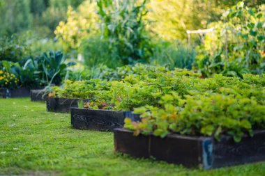 Yaz mevsiminde çilek yetiştiriyorum. Çiftlikte kendi otlarını ve sebzelerini yetiştiriyorlar. Bahçıvanlık ve kendi kendine yeten yaşam tarzı.