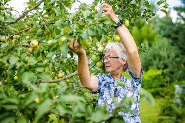 Yetişkin bir kadın meyve bahçesinde meyve yetiştirmenin ağırlığını taşımak için elma ağacı dallarının altında tahta destek çubukları kullanıyor. Bahçede kendi elmalarını yetiştiriyor..