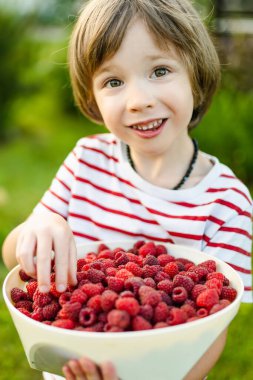 Güneşli yaz gününde taze organik ahududu yiyen tatlı küçük çocuk. Ahududu çiftliğinde eğlenen bir çocuk..