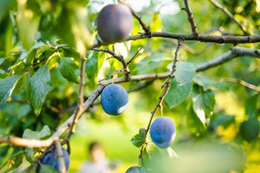 Meyve bahçesindeki bir ağaç dalında mor erikler. Sonbahar günü olgun meyveler toplamak. Çiftlikte kendi meyve ve sebzelerini yetiştiriyorlar. Bahçıvanlık ve kendi kendine yeten yaşam tarzı.