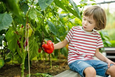 Çizgili gömlekli genç bir çocuk, sera bahçesindeki yemyeşil bitkilerin arasında otururken olgun kırmızı bir dolma biberi inceliyor..