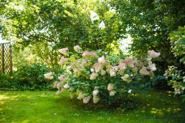 Ortanca ağaçlarının narin pembe çiçekleri yazın alçak akşam güneşiyle aydınlanır. Hortensiya yaz bahçesinde çiçek açıyor. Doğada güzellik.