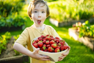 Güneşli yaz gününde taze organik çilek yiyen tatlı küçük çocuk. Çilek çiftliğinde eğlenen bir çocuk..
