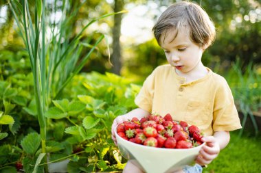 Güneşli yaz gününde taze organik çilek yiyen tatlı küçük çocuk. Çilek çiftliğinde eğlenen bir çocuk..