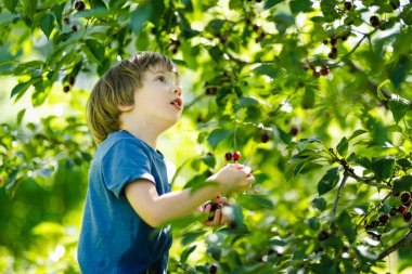 Güneşli yaz gününde ağaçtan toplanan taze organik kirazları yiyen tatlı küçük çocuk. Çocuk dışarıda kiraz bahçesinde eğleniyor..