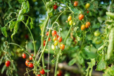 Çalıların üzerinde taze taze organik domates yetiştirmek. Çiftlikte kendi meyve ve sebzelerini yetiştiriyorlar. Bahçıvanlık ve kendi kendine yeten yaşam tarzı.