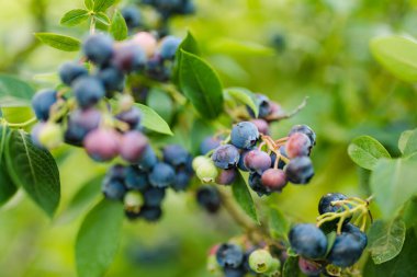 Meyve bahçesindeki çalıların üzerinde olgunlaşan organik yabanmersini. Taze olgun böğürtlen topluyorum..