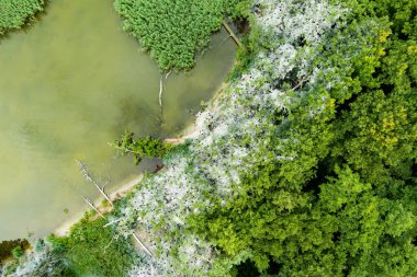Litvanya 'daki Curonian Tükürüğü' nün yukarıdan aşağıya bakan görüntüsü, altında koyu beyaz ağaçlar, yoğun yeşil yapraklar ve sakin su bulunan eşsiz bir karabatak yuvasını ortaya çıkarıyor..