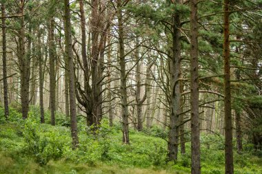 Litvanya 'daki Curonian Tükürüğü' nde gür, yosunlu bir orman, uzun çam ağaçları ve yoğun çalılarla dolu, sessiz ve el değmemiş bir vahşi yaşam hissi uyandırıyor..