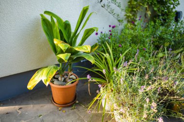 Geniş, canlı yeşil yaprakları olan bir Hawaii Ti bitkisi bir terasotta tenceresinde duruyor. Çiçekler ve yemyeşil çiçeklerle dolu rahat bir bahçe köşesine tropikal bir yetenek katıyor..