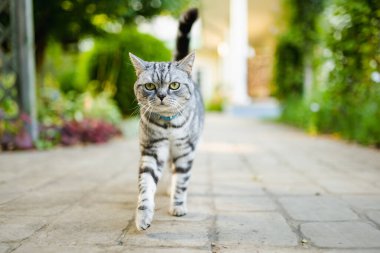 Genç oyuncu İngiliz steyşın gümüş tekir kedisi arka bahçede dinleniyor. Sarı gözlü, muhteşem mavi-gri kedi bahçede ya da arka bahçede eğleniyor. Evdeki evcil hayvan.
