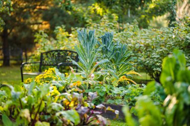 Koyu yeşil lahanalı yapraklı bitkiler yemyeşil bir bahçe yatağında canlı bir şekilde büyür. Etrafı yapraklı sebzelerle çevrilidir..