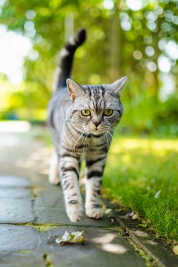 Genç oyuncu İngiliz steyşın gümüş tekir kedisi arka bahçede dinleniyor. Sarı gözlü, muhteşem mavi-gri kedi bahçede ya da arka bahçede eğleniyor. Evdeki evcil hayvan.