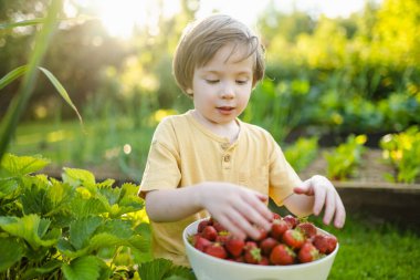 Güneşli yaz gününde taze organik çilek yiyen tatlı küçük çocuk. Çilek çiftliğinde eğlenen bir çocuk..