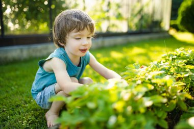 Güneşli yaz gününde taze organik çilek yiyen tatlı küçük çocuk. Çilek çiftliğinde eğlenen bir çocuk..