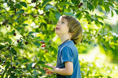 Güneşli yaz gününde ağaçtan toplanan taze organik kirazları yiyen tatlı küçük çocuk. Çocuk dışarıda kiraz bahçesinde eğleniyor..