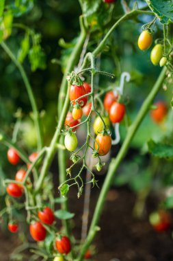 Çalıların üzerinde taze taze organik domates yetiştirmek. Çiftlikte kendi meyve ve sebzelerini yetiştiriyorlar. Bahçıvanlık ve kendi kendine yeten yaşam tarzı.