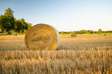 Farklı ekinlerden oluşan tarımsal parsellerin manzarası. Saman balyası tarlaları ve Litvanya 'nın tarım arazileri. Güneşli yaz akşamı.