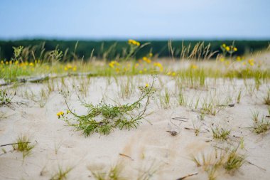 Narin kır çiçekleri ve yumuşak yosunlar Litvanya 'daki Curonian Spit' in kumlu zeminini örtüyor. İnce ve büyüleyici doğal bir duvar halısı oluşturuyor..