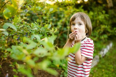 Sıcak ve güneşli bir yaz gününde organik yaban mersini çiftliğinde taze böğürtlen toplayan tatlı bir çocuk. Küçük çocuklar için taze sağlıklı organik yiyecekler. Yazın aile aktiviteleri.