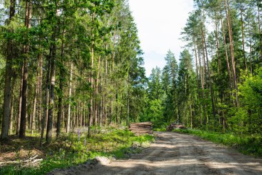 Sessiz bir toprak yol, yemyeşil bir ormanın içinden geçiyor. Yığınla taze kesilmiş kereste, benekli güneş ışığıyla yıkanmış..