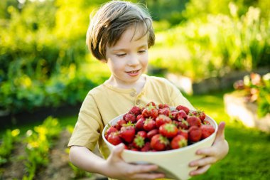 Güneşli yaz gününde taze organik çilek yiyen tatlı küçük çocuk. Çilek çiftliğinde eğlenen bir çocuk..