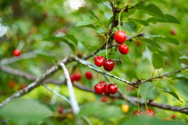 Kiraz ağacında sallanan olgun kiraz meyveleri. Güneşli yaz gününde kiraz bahçesinde böğürtlen toplamak.