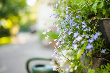 Renkli lobelia erinus çiçekleri bahçedeki bir çaydanlıkta çiçek açıyor. Bahçe lobelia, bahçelerde asılı sepetler ve pencere kutuları için popüler kenar bitki..
