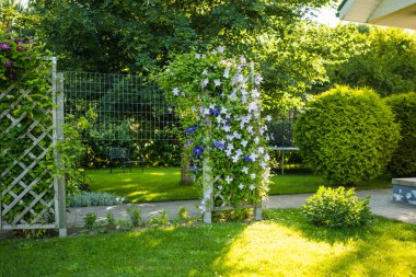 Bahçede çiçek açan mor klematis. Çiçekler yazın çiçek açar. Doğada güzellik.