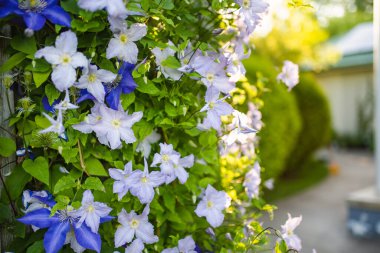 Bahçede çiçek açan mor klematis. Çiçekler yazın çiçek açar. Doğada güzellik.