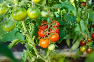 Çalıların üzerinde taze taze organik domates yetiştirmek. Çiftlikte kendi meyve ve sebzelerini yetiştiriyorlar. Bahçıvanlık ve kendi kendine yeten yaşam tarzı.