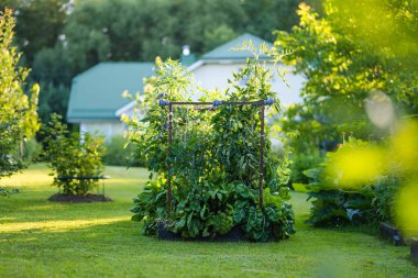 Çalıların üzerinde taze taze organik domates yetiştirmek. Çiftlikte kendi meyve ve sebzelerini yetiştiriyorlar. Bahçıvanlık ve kendi kendine yeten yaşam tarzı.