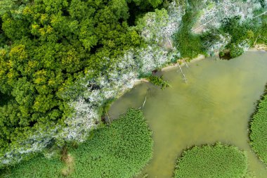 Litvanya 'daki Curonian Tükürüğü' nün yukarıdan aşağıya bakan görüntüsü, altında koyu beyaz ağaçlar, yoğun yeşil yapraklar ve sakin su bulunan eşsiz bir karabatak yuvasını ortaya çıkarıyor..