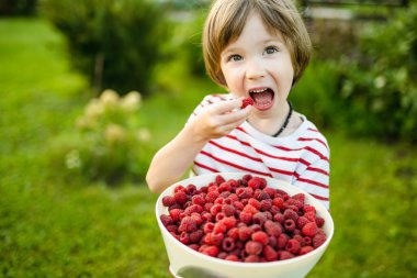Güneşli yaz gününde taze organik ahududu yiyen tatlı küçük çocuk. Ahududu çiftliğinde eğlenen bir çocuk..