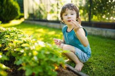 Güneşli yaz gününde taze organik çilek yiyen tatlı küçük çocuk. Çilek çiftliğinde eğlenen bir çocuk..
