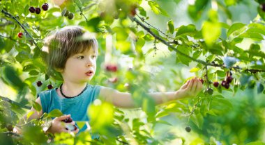Güneşli yaz gününde ağaçtan toplanan taze organik kirazları yiyen tatlı küçük çocuk. Çocuk dışarıda kiraz bahçesinde eğleniyor..