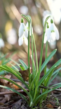 İlkbahar kardelen çiçekleri açık havada çiçek açıyor. Baharın ilk çiçekleri. Yavaş çekim dikey B-roll görüntüsü.