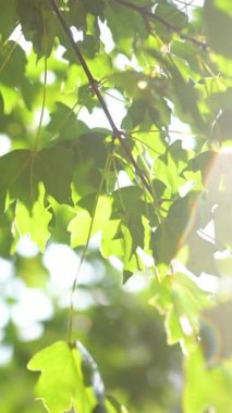 Güzel yeşil akçaağaç yaprakları yağmurlu bir yaz gününde bir ağaç dalında. Kırsal yaşam, doğadaki güzellik..