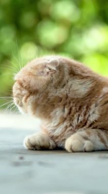 Aydınlık bir yaz gününde arka bahçede yürüyen İskoç bir kedi yavrusu. Yavru bir evcil kedinin bahçede ya da arka bahçede eğlendiğinin yavaş çekim dikey görüntüsü..