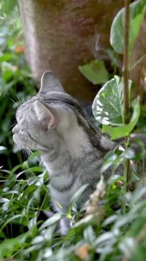 Açık bir yaz gününde arka bahçede yürüyen İngiliz gümüşi tekir kedisi. Bahçede ya da arka bahçede eğlenen bir evcil kedinin dikey görüntüsü..