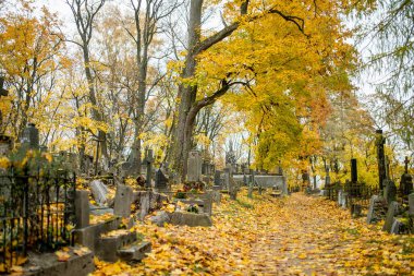 VILNIUS, LITHUANIA - 30 Ekim 2024: Litvanya 'nın Vilnius kentindeki en eski üç mezarlıktan biri olan Bernardine mezarlığının mezar taşlarını kaplayan sarı sonbahar yaprakları.
