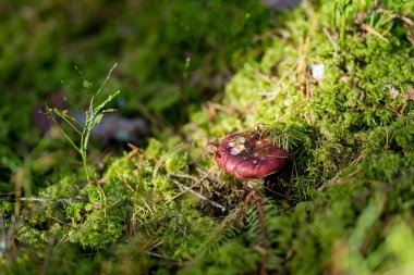 Canlı kırmızı bir mantar orman zemininde çimlerin, yosunların ve çam iğnelerinin arasından bakar..