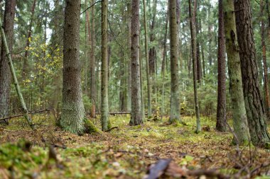 Uzun çam ağaçları, yosun kaplı zemin ve yemyeşil yemyeşil huzurlu, dokunulmamış bir atmosfer yaratan sakin bir Litvanya ormanı..